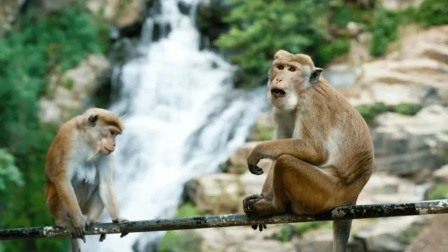 monkeys-ruthlessly-attack-little-boy-in-mathura-netizens-furious-over-passersby-for-not-helping-instantly-viral-video